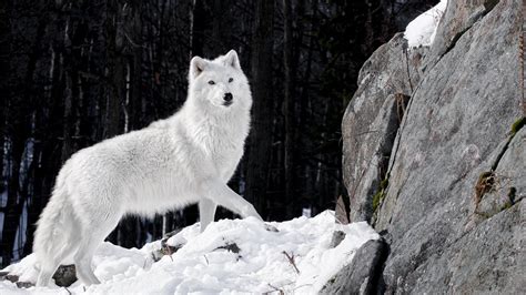 Artic Wolf 1xbet