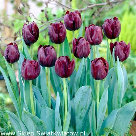 Blackjack Tulipan