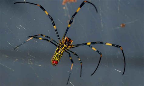 Chinese Spider Betano