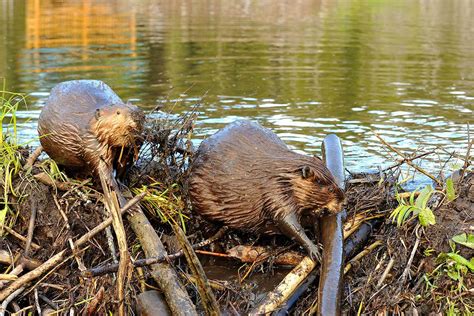 Dam Beavers Blaze