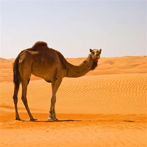 Desert Camel Novibet