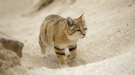 Desert Cats Betsul