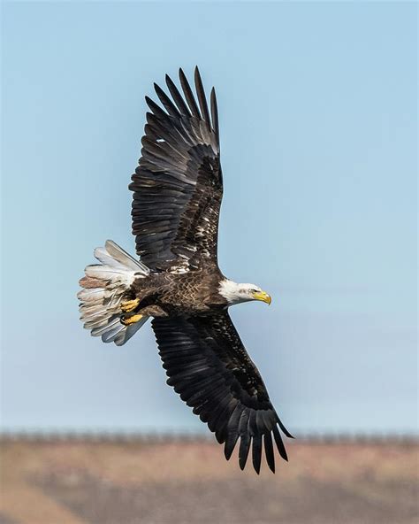 Eagle S Wings Netbet