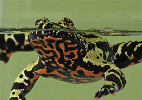 Fire Toad Brabet
