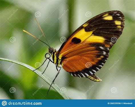 Lady Borboleta De Fenda