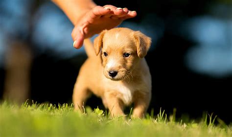 O Amor Filhote De Cachorro Slot De Revisao