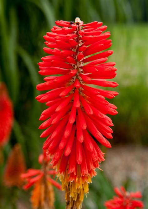 Picole De Manga Red Hot Poker Planta