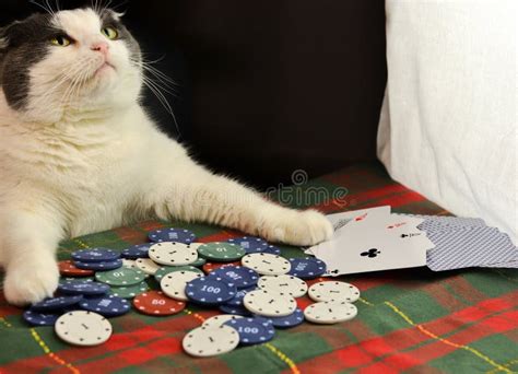 Poker Gatos