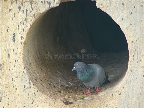 Pomba Aprire Sala De Fenda