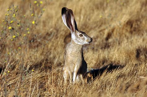 Preto De Cauda Jackrabbit Comida Web