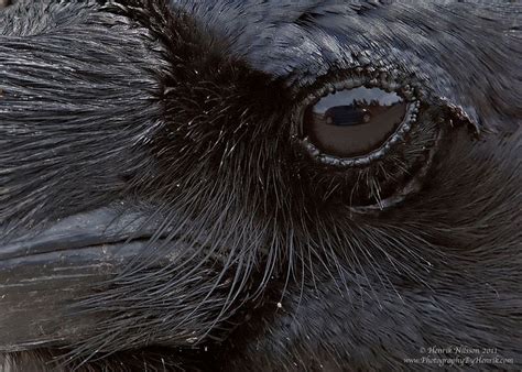 Ravens Eye Betsson