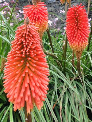 Red Hot Poker Planta Nz