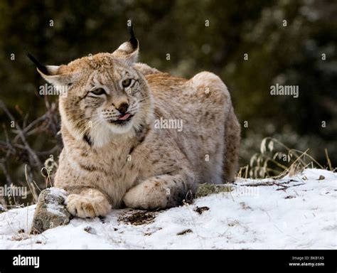 Siberian Lynx Leovegas