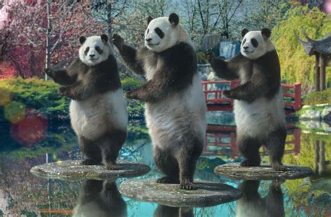 Tai Chi Panda Bwin