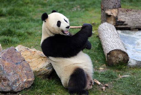 Untamed Panda Gigante De Fenda