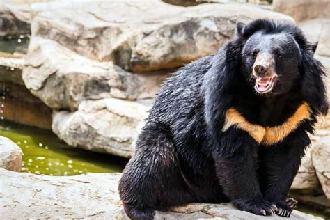 Urso Preto De Poker