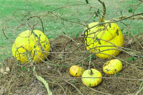 Wild Pumpkins Bet365