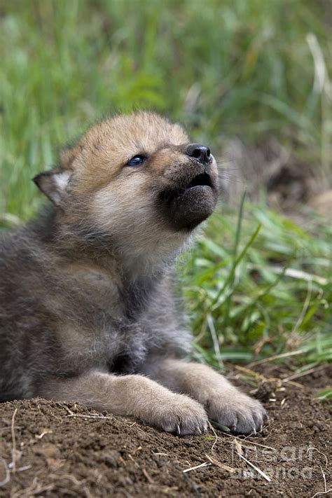 Wolf Cub Netbet